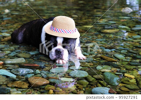 A Boston terrier mighty with a straw hat looking down cutely at the shallow waters of the Toki River in Tokigawa Town, a popular spot for playing in the river. A Boston terrier mighty with a straw hat looking down cutely at the shallow waters of the Toki River in Tokigawa Town, a popular spot for playing in the river. 95927291