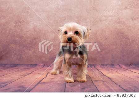 Yorkshire Terrier dog after grooming on vintage background 95927308