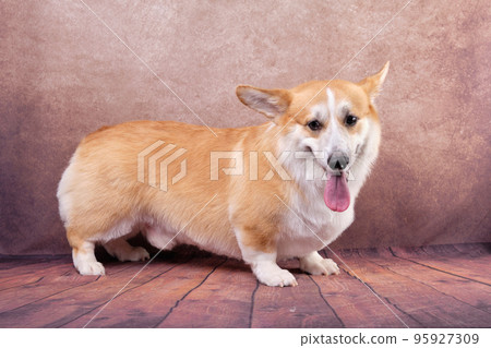 Welsh corgi pembroke in the rack funny shows a long tongue 95927309