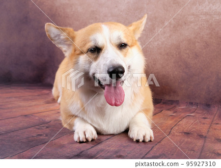 A Pembroke Welsh corgi dog on a vintage background after an express molt in an animal salon 95927310