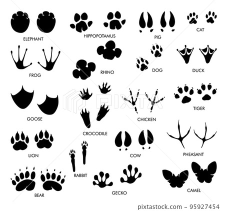 Animals feet tracks set with name. Black paw... - Stock Illustration ...