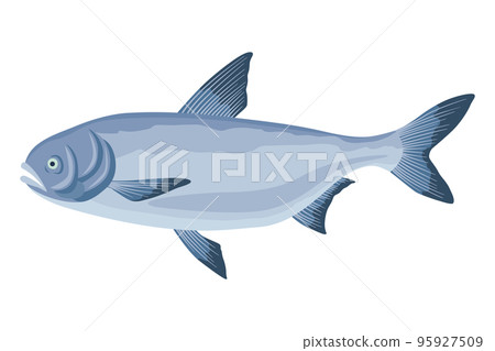 Fish sorts or types. Freshwater fish. Hand-drawn color illustration of inland fish. Commercial fish specie Fish sorts or types. Freshwater fish. Hand-drawn color illustration of inland fish. Commercial fish specie 95927509