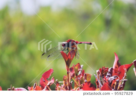 休息一下,紅蜻蜓。 休息一下,紅蜻蜓。 95927829