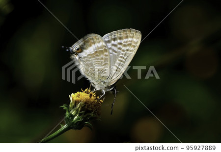 秋草甸上看到的一隻可愛而熟悉的小蝴蝶，Corbicula japonicus 95927889