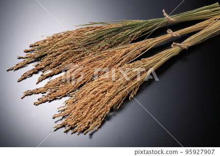Rice field Rice field 95927907