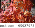 秋天的落葉 秋天的落葉 95927978