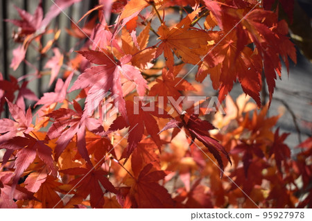 秋天的落葉 秋天的落葉 95927978