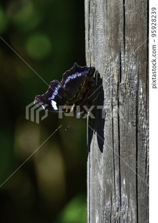 A beautiful blue butterfly, Ruritateha, which can be seen in a familiar park in autumn A beautiful blue butterfly, Ruritateha, which can be seen in a familiar park in autumn 95928239