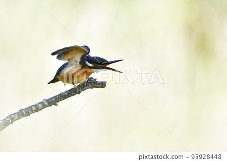 翠鳥是一種美麗的飛行寶石，呈鮮綠色，可以在附近的公園和池塘中看到。 95928448