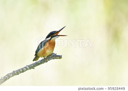 The kingfisher is a beautiful flying jewel with a bright green color that can be seen in nearby parks and ponds. 95928449