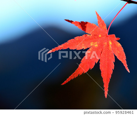 明亮的秋葉 95928461