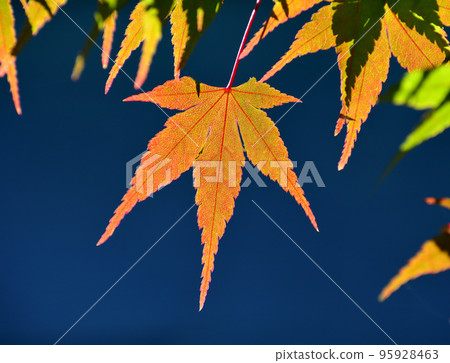 明亮的秋葉 95928463