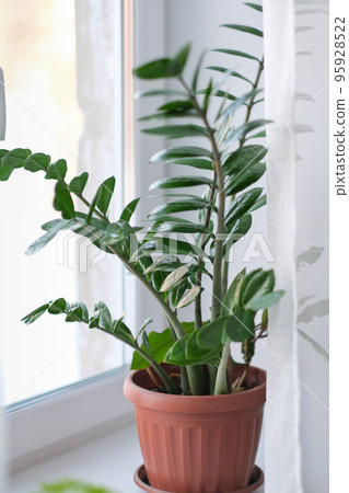 Zamioculcas home plant on a windowsill. room decor. home gardening. Zamioculcas potted on the windowsill, vertical. 95928522