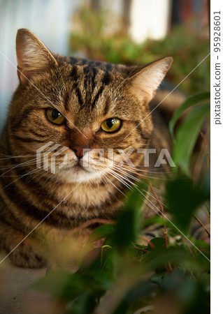 portrait of a striped cat portrait of a striped cat 95928601
