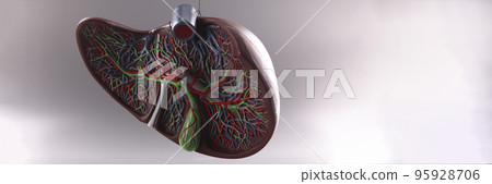 Visual plastic anatomical model of human liver Visual plastic anatomical model of human liver 95928706