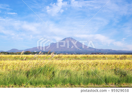 The golden ears of rice in the paddy fields and Mt. Daisen in the harvest season 95929038