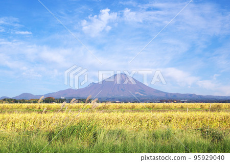 The golden ears of rice in the paddy fields and Mt. Daisen in the harvest season The golden ears of rice in the paddy fields and Mt. Daisen in the harvest season 95929040