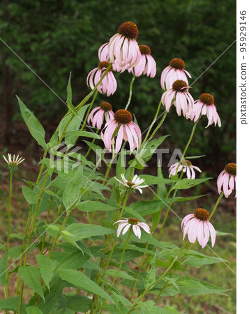 粉紅色的紫錐菊花 95929146