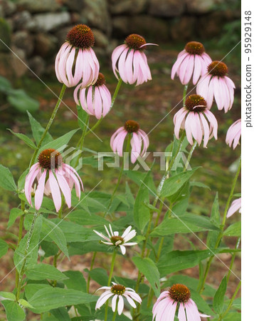 粉紅色的紫錐菊花 95929148