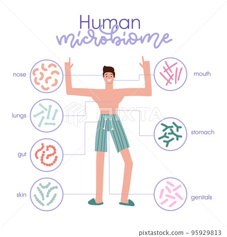 Different types of human microbiome. Infographic with a man character. Intestine, mouth, skin, genitals microflora with healthy probiotic bacteria. Flat medicine illustration of microbiology checkup. 95929813