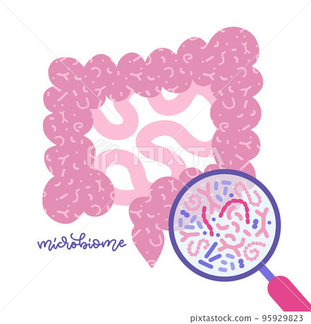 Gut microbiota viewed under a magnifying glass. Human gut and microbiome concept. Glat vector illustration for topics like digestive system, probiotics, imminity, health checkup. 95929823