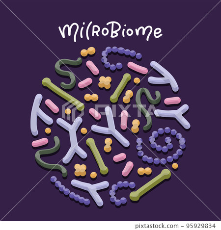 Probiotics microbiome concept. Bifidobacterium, lactobacillus, streptococcus thermophilus, lactococcus, propionibacterium. Microbiota. Gastrointestinal health. Lactic acid bacterium. Vector Probiotics microbiome concept. Bifidobacterium, lactobacillus, streptococcus thermophilus, lactococcus, propionibacterium. Microbiota. Gastrointestinal health. Lactic acid bacterium. Vector 95929834