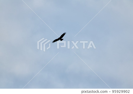 觀鳥 觀鳥 95929902