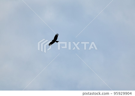 Bird watching 95929904