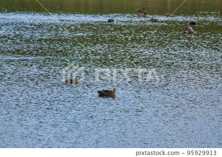 Bird watching Bird watching 95929913