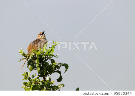 Tinkling Cisticola Bird Chirping On Tree Branch (Cisticola rufilata) 95930344