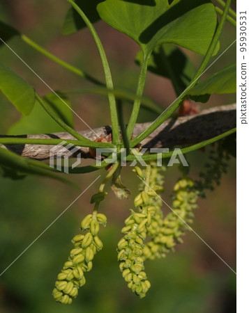 Ginkgo biloba (male flower) 95930531