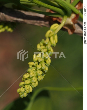 Ginkgo biloba (male flower) 95930532