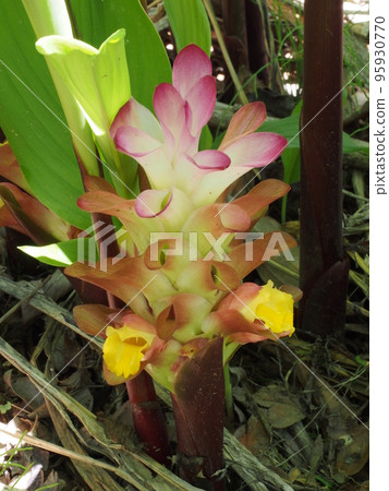 zedoary flower 95930770