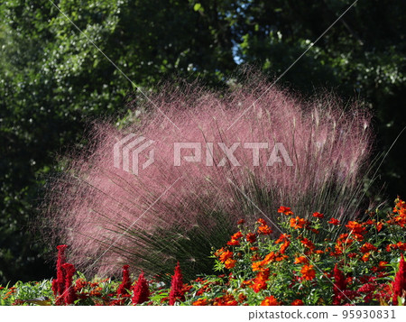 秋天的花壇,Mühlenbergia 秋天的花壇,Mühlenbergia 95930831