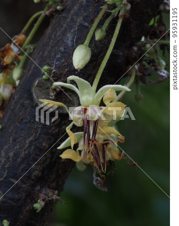 Cacao flowers Cacao flowers 95931195