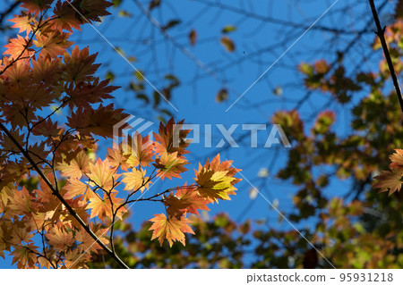 茨城縣日立市小木山自然公園的紅葉 95931218