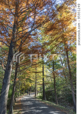 Ogitsuyama Nature Park, Hitachi City, Ibaraki Prefecture Ogitsuyama Nature Park, Hitachi City, Ibaraki Prefecture 95931249