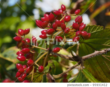 Viburnum with red fruits Viburnum with red fruits 95931412