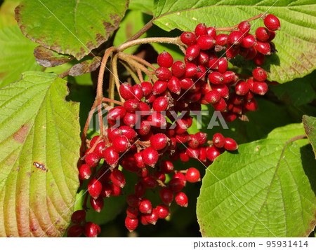 Viburnum with red fruits Viburnum with red fruits 95931414