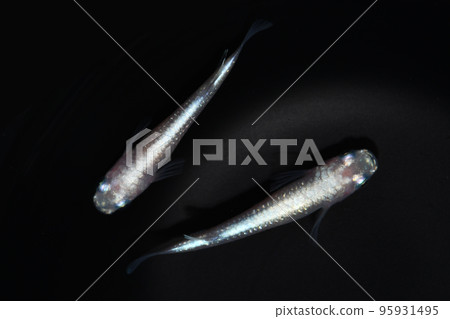 white pearl medaka 95931495