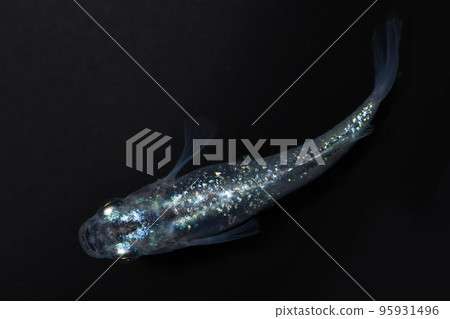 Lame medaka (amethyst) (glacier blue light type) 95931496