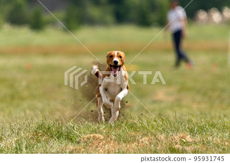 Basenji running full speed at lure coursing sport Basenji running full speed at lure coursing sport 95931745