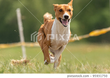 Basenji running full speed at lure coursing sport 95931750