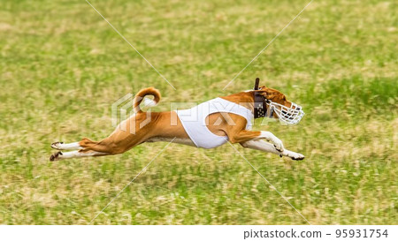 Basenji flying in the field on lure coursing competition Basenji flying in the field on lure coursing competition 95931754