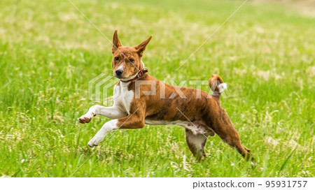 Basenji puppy running in the field on lure coursing competition Basenji puppy running in the field on lure coursing competition 95931757