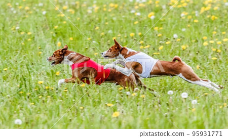 Two basenji dogs in red and white shirts running in the field on lure coursing competition Two basenji dogs in red and white shirts running in the field on lure coursing competition 95931771