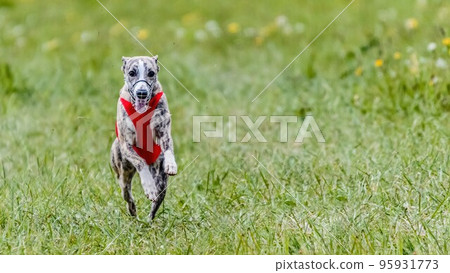 Whippet in red shirt running in the field on lure coursing competition 95931773