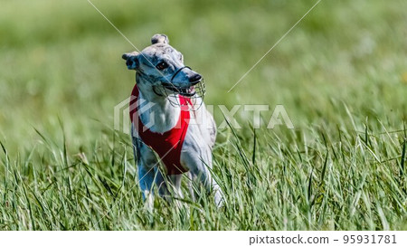 Whippet in red shirt running in the field on lure coursing competition Whippet in red shirt running in the field on lure coursing competition 95931781