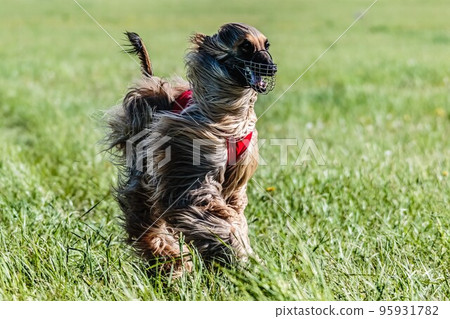 Saluki in red shirt running in the field on lure coursing competition Saluki in red shirt running in the field on lure coursing competition 95931782