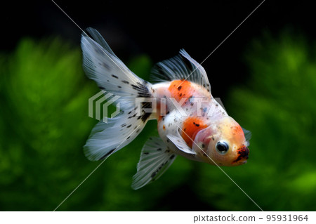 金魚在水族館裡游泳 金魚在水族館裡游泳 95931964